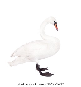 The mute swan, cygnus olor, isolated on white bacground