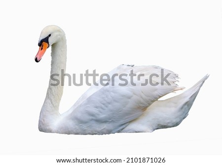 Mute swan (Cygnus olor) isolated on white background.