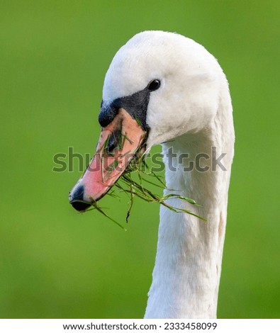 Mute Swan (Cygnus olor) in the Netherlands. Adult eating grass.