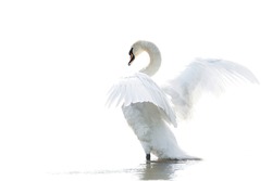 Mute Swan (Cygnus Olor) Ready To Take Off With Wings Spread. Reflection On A White Background. White Swan High Key Picture.