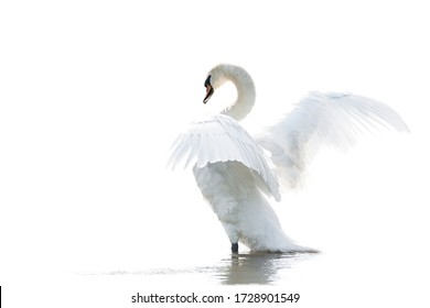 Mute Swan (Cygnus olor) ready to take off with wings spread. Reflection on a white background. White swan high key picture.