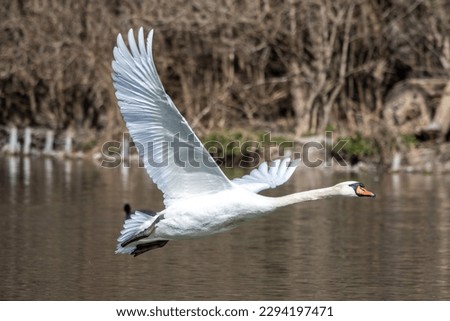 The Mute swan, Cygnus olor is a species of swan and a member of the waterfowl family Anatidae. Here flying over a lake in the English Garden in Munich, Germany