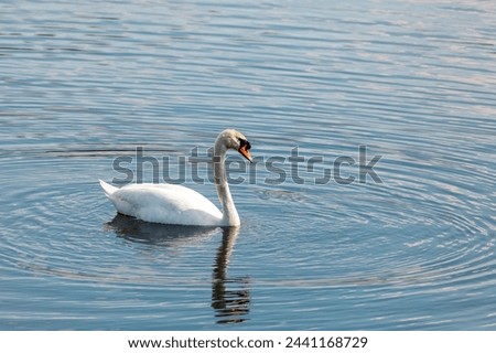 Mute swan (Cygnus olor) is a species of swan and a member of the waterfowl family Anatidae. European bird wildlife, Czech republic