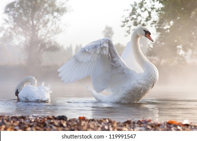 Mute swan (Cygnus olor) stretching on a mist covered lake at dawn