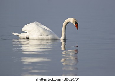 Mute swan, Cygnus olor, swimming in a lake with reflections in smooth water