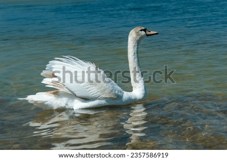 Mute swan (Cygnus olor), swan swims near the shore in Tiligul estuary, ukraine