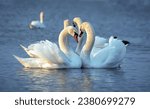 The mute swan (Cygnus olor), Two white swans court females in the spring, Black Sea