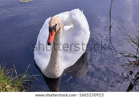 Similar – Image, Stock Photo swan Colour photo