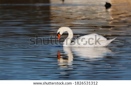 A Mute Swan (cygnus olor) in the Ziegeleipark, Heilbronn, Germany