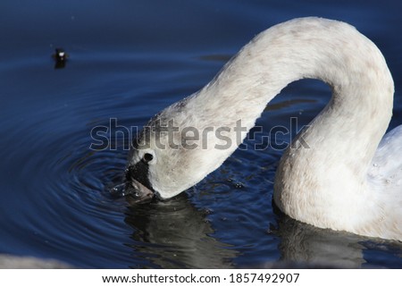 A mute swan dips its beak in the water on an autumn afternoon