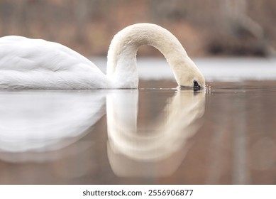 A mute swan diving its head and beak into a pond to forage for food. The eye is visible just above the water’s surface and reflection in the water below.  - Powered by Shutterstock