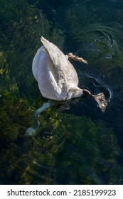 Mute swan diving head down in a lake