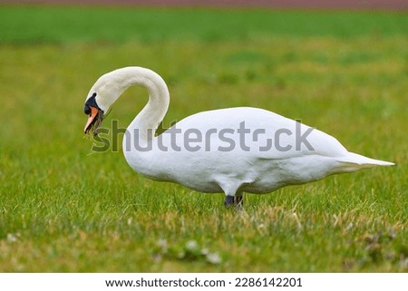 Mute swan eating grass on a meadow (Cygnus olor)