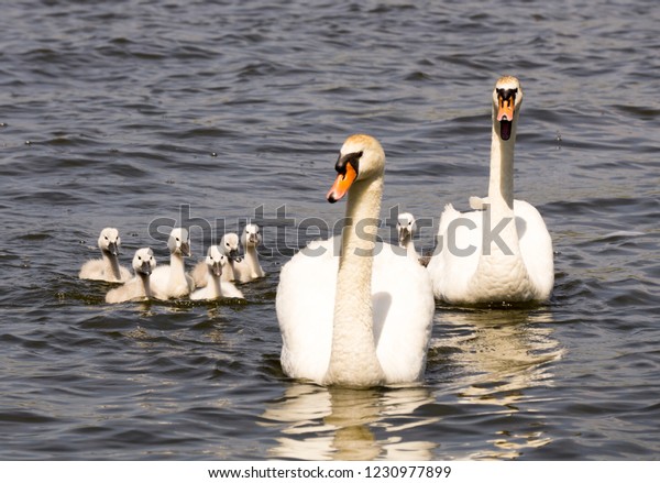A mute swan family with seven\
fluffy cygnets and guarding parents is approaching on the\
water