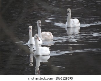 Mute Swan Family In Water At Green Lane Reservoir In Montgomery County, PA