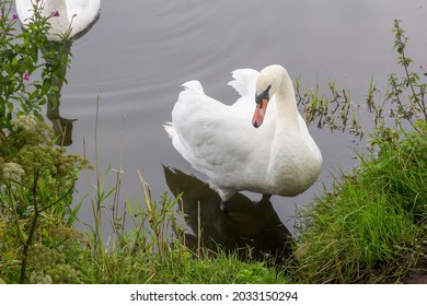 A Mute Swan Feeding On The Lake On The Grounds Of The Fort In The Royal Hillsborough Village In County Down Northern Ireland