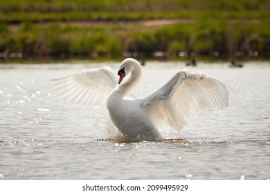 Mute Swan Flapping Wings (Cygnus Olor). Bird Flapping Wings