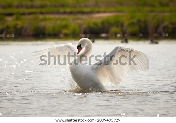 Mute swan flapping wings (Cygnus olor). Bird\
flapping wings