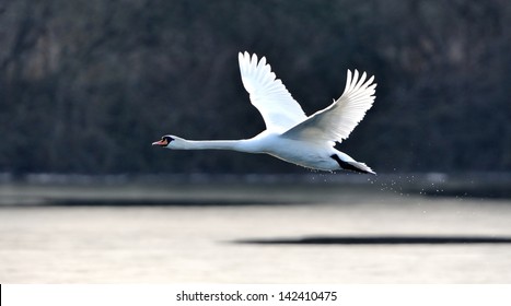 A mute swan in flight just after taking off from a lake.
