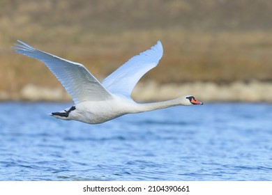 A mute swan in flight over a pond, sunny day in winter, Vienna (Austria)