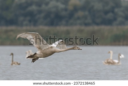 Mute swan flying above the water
