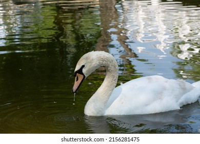 Mute Swan. High Angle View Of Mute Swan Swimming On Lake