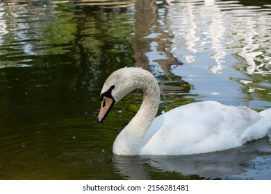 Mute Swan. High Angle View Of Mute Swan Swimming On Lake