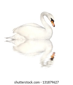 Mute Swan. Isolated Over White