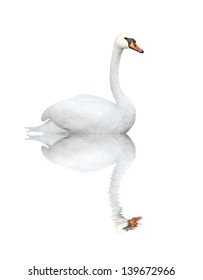 Mute Swan. Isolated Over White