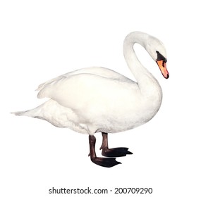 Mute Swan. Isolated Over White