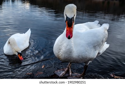 Mute swan from Lake Shidaka in Beppu City, Oita Prefecture	
