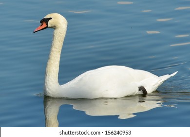 Mute swan in Lakeland, Florida