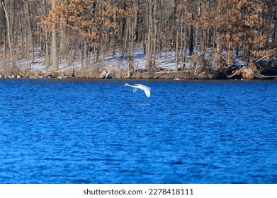 A Mute Swan landing on Seven Lake at Seven Lakes State Park, near Holly, Michigan. - Shutterstock ID 2278418111