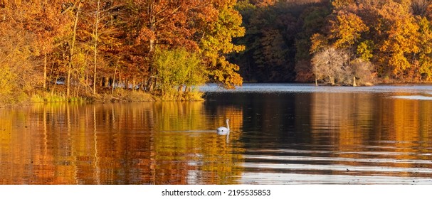 Mute swan in middle of the lake with autumn tree reflections in Kensington Metro park.