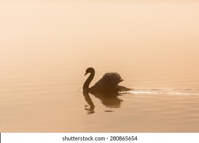 Mute swan in morning light - Powered by Shutterstock