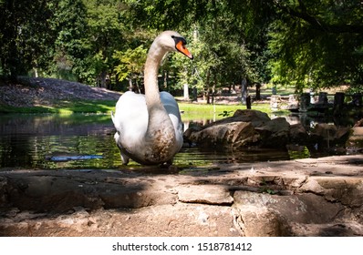 Mute Swan Non Migrating On Pond In Rome Georgia.