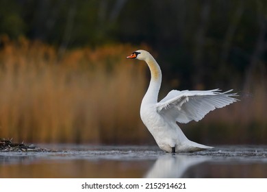 Mute swan on calm water after sunset.