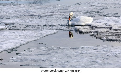 Mute Swan On Ice In Winter Lake Ontario