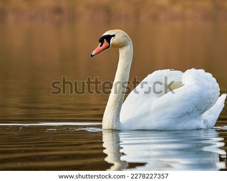 Mute swan on a lake in the sunny morning. Common Eurasian swan swimming on a lake. Beautiful swan on clear water pond
