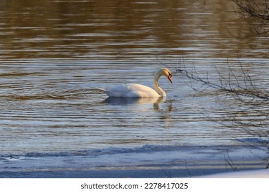 A Mute Swan on Seven Lake at Seven Lakes State Park, near Holly, Michigan. - Shutterstock ID 2278417025
