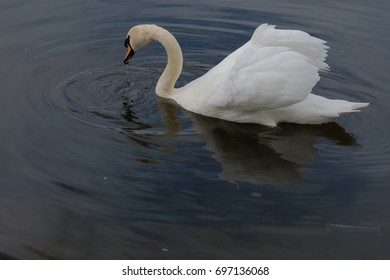 mute swan on the thames