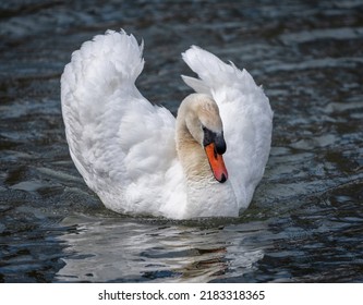 Mute Swan With Ruffled Feathers