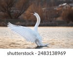 Mute swan running on a lake in sunny morning. Common Eurasian swan swimming on a lake. Beautiful swan swims on clear water pond.