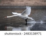 Mute swan running on a lake in sunny morning. Common Eurasian swan swimming on a lake. Beautiful swan swims on clear water pond.