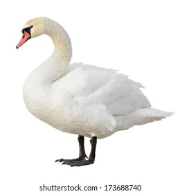 Mute Swan standing. Isolated on white background. - Shutterstock ID 173688740
