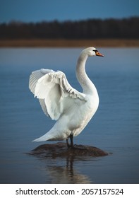 Mute swan standing on a rock in blue water and stretching its neck, wings spread. Cygnus olor.
