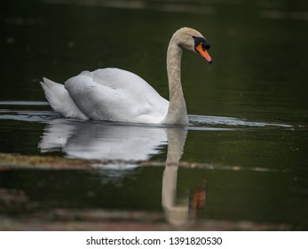 Mute Swan, Stanley Park, Blackpool. April 2019