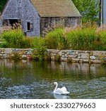 A Mute Swan Swimming in  Shawme Lake Near The Dexter Grist Mill, Sandwich, Massachusetts, USA