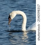 A mute swan swims and fishes off a beach in New Jersey. It appears to have caught some algae or other small insect.