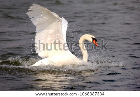 Mute Swan that is the national bird of Denmark famous for fairy tales at Utterslev Mose, Copenhagen
